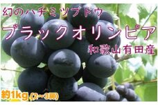 ブラックオリンピア 約1kg （2〜3房） / ぶどう 甘い 和歌山 ※8月上旬～下旬に順次発送予定 ※北海道・沖縄・離島への配送不可 【nuk502-bla-1A】