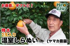【12月発送】 温室 不知火 （ しらぬい ） 2玉入 / デコポン ハウス栽培 甘い 和歌山 柑橘 お歳暮 ※11月下旬〜12月下旬に順次発送【ymk006-p-2】