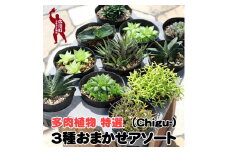 多肉植物特選ハオルチア・ガステリア・リプサリス3種 【gsa913-haru-2】