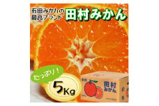 有田の高級みかん【田村みかん】秀品！たっぷり 5kg ギフトにもオススメ (S～Lサイズおまかせ) ※11月上旬～1月下旬頃発送予定 【ngt004-tamura-5】
