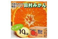 有田の高級みかん【田村みかん】秀品！たっぷり 10kg ギフトにもオススメ (S～Lサイズおまかせ) ※11月上旬～1月下旬頃発送予定  【ngt004-tamura-10】