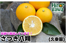 完熟 さつき 八朔 7kg / はっさく 甘い 和歌山 柑橘 ※4月上旬～5月上旬頃に順次発送予定【hsk022-r-7】