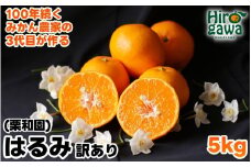 はるみ 5kg 家庭用 / 訳あり 甘い 和歌山 柑橘 ※2月中旬〜3月下旬に順次発送【krw013-c-5】