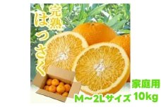 タカじいの 完熟 さつき はっさく家庭用 10kg (M～2Lサイズ) / 八朔 訳あり 和歌山 有田 柑橘 ※4月上旬〜4月下旬に順次発送【krs022-c-10】