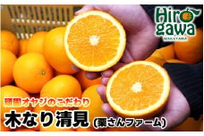 木なり 清見 オレンジ 2kg 頑固オヤジのこだわり / 清見オレンジ 清見タンゴール きよみ 清美 甘い 完熟 和歌山 柑橘 ※3月中旬〜4月上旬に順次発送 【krf009-r-2】