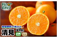 清見 海藻施用 手選果 10kg / 清見オレンジ 清見タンゴール きよみ 清美 甘い 完熟 和歌山 柑橘 ※3月中旬～4月中旬頃に順次発送予定 【aii009-r-10】