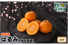 【家庭用】 はるみ10kg+250g（痛み補償分） 光センサー選別 / 訳あり 有田 みかん 柑橘 蜜柑 くだもの 果物 果実 フルーツ 和歌山 デコポン の姉妹品種 ※2月上旬～3月下旬頃に順次発送予定 ※北海道・沖縄・離島配送不可【ikd013-c-10】