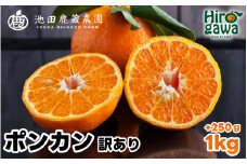  家庭用 ポンカン 1kg+250g（痛み補償分） 光センサー 食頃出荷 / 訳あり 有田 みかん 柑橘 蜜柑 くだもの 果物 果実 フルーツ 和歌山 ※1月中旬～2月下旬頃に順次発送予定 ※北海道・沖縄・離島への配送不可 【ikd008-c-1】