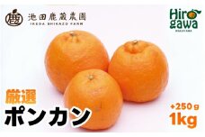  厳選 ポンカン 1kg+250g（痛み補償分） 光センサー 食頃出荷 / 有田 みかん 柑橘 蜜柑 くだもの 果物 果実 フルーツ 和歌山 ※1月中旬～2月下旬頃に順次発送予定 ※北海道・沖縄・離島への配送不可 【ikd008-p-1】