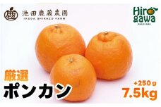  厳選 ポンカン 7.5kg+250g（痛み補償分） 光センサー 食頃出荷 / 有田 みかん 柑橘 蜜柑 くだもの 果物 果実 フルーツ 和歌山 ※1月中旬～2月下旬頃に順次発送予定 ※北海道・沖縄・離島への配送不可 【ikd008-p-7d5】