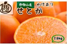 家庭用 せとか 7.5kg+250g（痛み補償分） 光センサー / 訳あり 甘い 和歌山 柑橘 ※2月上旬～4月上旬頃に順次発送 ※北海道・沖縄・離島への配送不可 【ikd014-c-7d5】