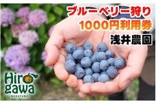 ブルーベリー 狩り 1000円×5枚 利用券 ※6月上旬～7月下旬 開催！ 食べ放題 時間無制限 で約10品種の食べ比べをお楽しみください♪ / ハイブッシュ ラビットアイ ファミリー カップル 女性 におすすめ♪【asa911-cp5】