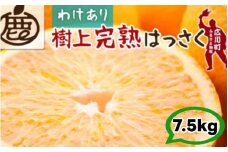 樹上 完熟 はっさく 7.5kg+250g 家庭用 光センサー / 八朔 訳あり 木なり 甘い 和歌山 有田 柑橘 ※4月上旬〜5月上旬に順次発送 ※北海道・沖縄・離島への配送不可 【ikd022-c-7d5B】