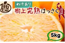 樹上 完熟 はっさく 5kg+250g 家庭用 光センサー / 八朔 訳あり 木なり 甘い 和歌山 有田 柑橘 ※4月上旬〜5月上旬に順次発送 ※北海道・沖縄・離島への配送不可 【ikd022-c-5】