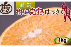樹上 完熟 はっさく 1kg+250g 厳選 光センサー / 八朔 高級 木なり 甘い 和歌山 有田 柑橘 ※4月上旬〜5月上旬に順次発送 ※北海道・沖縄・離島への配送不可 【ikd022-p-1】