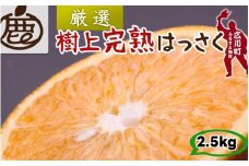 樹上 完熟 はっさく 2.5kg+250g 厳選 光センサー / 八朔 高級 木なり 甘い 和歌山 有田 柑橘 ※4月上旬〜5月上旬に順次発送 ※北海道・沖縄・離島への配送不可 【ikd022-p-2d5】
