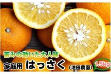 はっさく 1.5kg+250g（痛み補償分） 家庭用 光センサー / 八朔 訳あり 甘い 和歌山 有田 柑橘 ※1月上旬〜4月上旬頃に順次発送予定 ※北海道・沖縄・離島への配送不可 【ikd021-c-1d5】