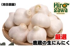 生 にんにく 500g 厳選 / 生にんにく 国産 高級  ※5月上旬～5月下旬に順次発送 ※北海道・沖縄・離島への配送不可【ikd403-r-500A】