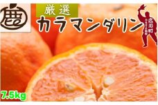 カラマンダリン 7.5kg+250g（痛み補償分） 厳選 / カラ カラオレンジ カラみかん 南津海 なつみ 高級 和歌山 有田 柑橘 晩柑 ※4月上旬～5月順次発送 ※北海道・沖縄・離島への配送不可 【ikd015-p-7d5】