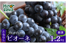 ピオーネ たねなし 1.2kg 厳選 / ぶどう 種無し 甘い 高級 和歌山 ※8月中旬～9月下旬に順次発送 ※北海道・沖縄・離島への配送不可 【tec511-p-1d2A】