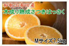こだわりの和歌山有田産木成り熟成さつき八朔7.5Kg（Mサイズ） ※2024年4月上旬～4月中旬頃に順次発送予定