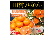 高級ブランド田村みかん ５kg◇ ｜ 蜜柑 柑橘 果物 フルーツ 糖度 甘い 濃厚 コク ジューシー 先行予約 みかん 国産 産地直送 人気 美浜町　※2025年11月下旬～2026年1月下旬頃に順次発送予定 ふるさと納税 みかん