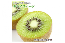 和歌山の下津で採れたキウイフルーツ約3.6kg（玉数おまかせ・秀品） ※2026年1月中旬～3月上旬頃に順次発送予定