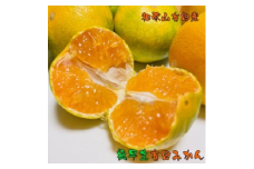 【先行予約】濃厚極早生有田みかん 約12kg
※2024年10月上旬～10月下旬頃に順次発送予定
※北海道・沖縄・離島への配送不可