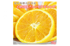 【ご家庭用訳あり】希少な国産バレンシアオレンジ 7kg ※2026年6月下旬～7月上旬頃に順次発送予定