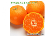 【濃厚・まろやか】有田産樹上越冬完熟みかん5kg（2S～Mサイズ混合） ふるさと納税 ミカン ※2025年1月下旬～2月中旬頃に順次発送予定※着日指定不可※離島への配送不可