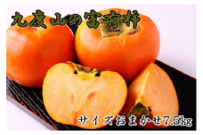 柿の名産地　九度山の富有柿約7.5kgサイズおまかせ ※2025年11月上旬～12月上旬頃に順次発送予定 