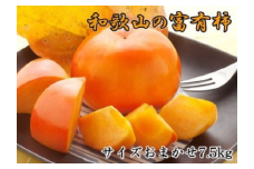 [甘柿の王様]和歌山産富有柿約7.5kgサイズおまかせ ※2025年11月上旬～12月上旬頃に順次発送予定
