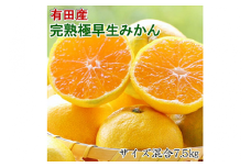 【手選別】紀州有田の完熟極早生みかん約7.5kg(サイズ混合・秀品) ※2025年10月下旬～11月上旬頃に順次発送予定 ふるさと納税 ミカン