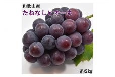 【厳選・産直】和歌山県産たねなしピオーネ約2kg◇ ※2025年8月中旬～9月下旬頃に順次発送予定 ※北海道・沖縄・離島への配送不可