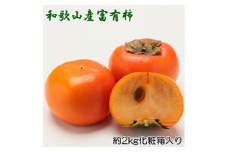 ［厳選・産直］和歌山産の富有柿約2kg（化粧箱入り）（2L～4Lサイズ） ※2025年11月上旬～12月上旬頃に順次発送予定 ※離島への配送不可