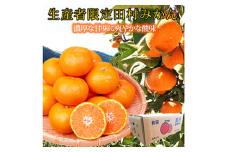 高級ブランド田村みかん １０kg◇ ｜ 蜜柑 柑橘 果物 フルーツ 糖度 甘い 濃厚 コク ジューシー 先行予約 みかん 国産 産地直送 人気 美浜町　※2025年11月下旬〜2026年1月下旬頃に順次発送予定 ふるさと納税 ミカン