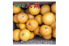 【手選果・訳あり】有田産の八朔10kg（サイズ混合） ※2026年1月下旬～2月下旬頃に順次発送予定