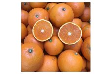 和歌山県産 有田の清見 約5kg 家庭用 ※2026年3月上旬～4月下旬頃に順次発送予定 ※北海道・沖縄・離島への配送不可