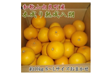 【産直】和歌山由良町産の木成り熟成八朔約10kg（S～Lサイズをお届け）　※2026年3月中旬～2026年4月中旬頃より順次配送予定