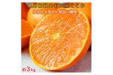 とろける食感!ジューシー柑橘 せとか 約3kg ｜みかん ミカン 柑橘 果物 くだもの フルーツ せとか 甘い 先行予約 国産 産地直送 人気 美浜町　※2026年2月下旬～3月下旬頃に順次発送予定