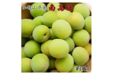【和歌山名産】南高梅5kg（サイズ混合） ｜ 青梅 紀州 産地直送 うめ ウメ 新鮮 ※2026年6月上旬～6月下旬頃に順次発送予定