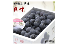 【新鮮・産直】和歌山県産紀の川のカット巨峰約800g｜ぶどう 葡萄 きょほう 果物 フルーツ　※北海道・沖縄・離島への配送不可 ※2024年8月上旬～8月下旬頃に順次発送予定