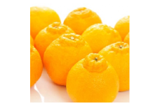 和歌山有田の濃厚デコポン　15～24玉(約5kg)｜ 柑橘 不知火 デコポン みかん フルーツ 果物 旬 先行予約 でこぽん 国産 産地直送 美浜町 ※沖縄への配送不可　※2025年1月中旬～3月中旬頃に順次発送予定