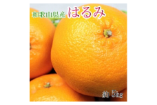 【大玉】和歌山県産はるみ約5kg(3L～5Lサイズおまかせ・ご家庭用) ｜柑橘 かんきつ フルーツ 果物 産地直送※着日指定不可※2024年3月上旬～中旬頃より順次発送予定