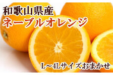 【濃厚】和歌山県産ネーブルオレンジ 1箱（15玉～27玉入り L～4Lサイズおまかせ）◇｜柑橘 かんきつ フルーツ 果物 産地直送
※着日指定不可
※2024年12月中旬～12月下旬頃に順次発送予定