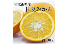 和歌山県産甘夏みかん約10kg（サイズおまかせ）｜柑橘 かんきつ フルーツ 果物 産地直送※着日指定不可※2024年3月中旬～3月下旬頃に順次発送予定