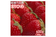＜１月より発送＞朝摘み完熟まりひめ約600g（300g前後×2トレイ）【和歌山ブランド苺まりひめ】【こだわりの土耕栽培のいちごを農家直送】
※北海道・沖縄・離島への配送不可
※2024年1月上旬～4月中旬頃に順次発送予定