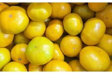 有田産極早生みかん約5kg（サイズ混合） ※2025年10月中旬～11月上旬頃に順次発送予定