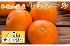 和歌山県産セミノールオレンジ約5kg（サイズ混合 秀品）　※2025年4月上旬～4月下旬頃に順次発送予定