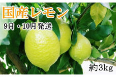 【手選別・産直】紀の川産の安心 国産 レモン 3kg （9月・10月発送）※着日指定不可※2024年9月中旬～10月下旬頃に順次発送予定